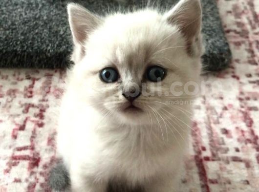 British Blue Point görsel