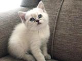 British Blue Point