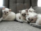 British Blue Point