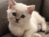 British Blue Point
