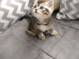 British Shorthair Blue Point Erkek, Golden Tabby Dişi Yavrular