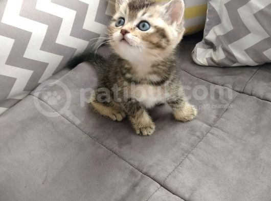 British Shorthair Blue Point Erkek, Golden Tabby Dişi Yavrular görsel