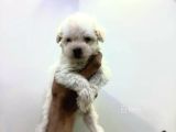 Mini Mini Maltipoo Bebeklerim