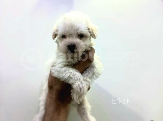 Mini Mini Maltipoo Bebeklerim görsel