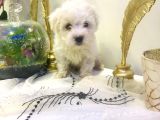 Mini Mini Maltipoo Bebeklerim