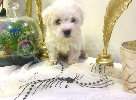 Mini Mini Maltipoo Bebeklerim
