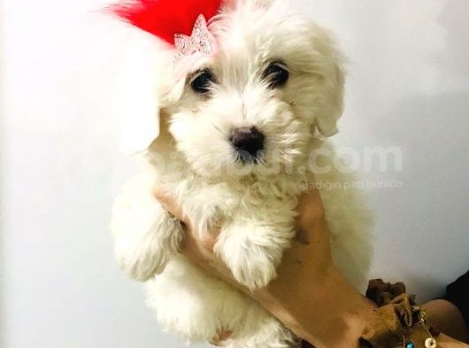 Mini Mini Maltipoo Bebeklerim görsel
