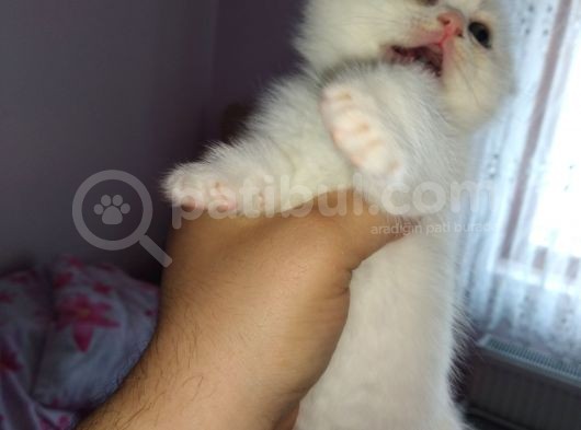 Gri̇ Erkek Beyaz Di̇şi̇ Scotti̇sh Fol Yavrulari
