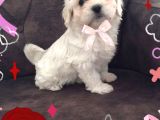 Pırıl Pırıl Maltipoo Bebeklerim