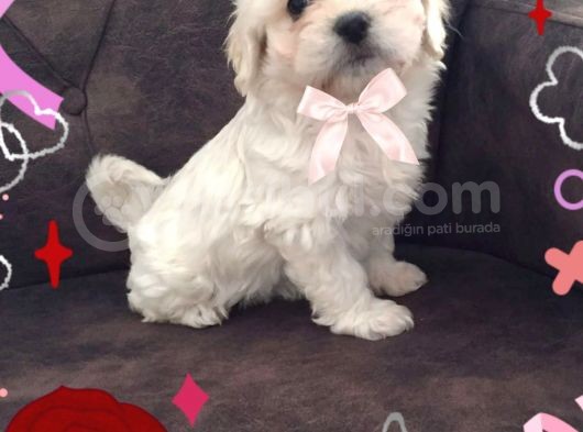 Pırıl Pırıl Maltipoo Bebeklerim