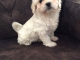 Pırıl Pırıl Maltipoo Bebeklerim