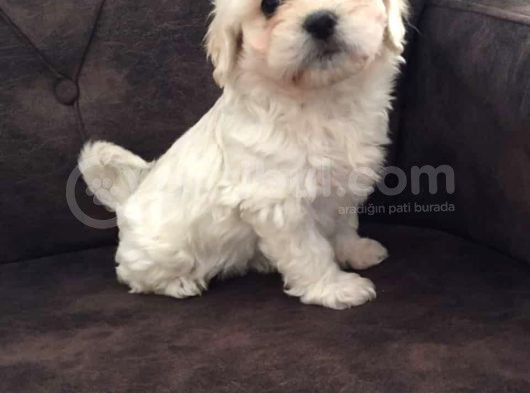Pırıl Pırıl Maltipoo Bebeklerim görsel