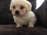 Pırıl Pırıl Maltipoo Bebeklerim