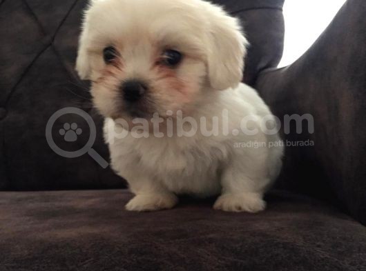 Pırıl Pırıl Maltipoo Bebeklerim görsel