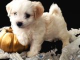 Pırıl Pırıl Maltipoo Bebeklerim