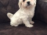 Pırıl Pırıl Maltipoo Bebeklerim