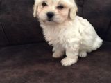 Pırıl Pırıl Maltipoo Bebeklerim
