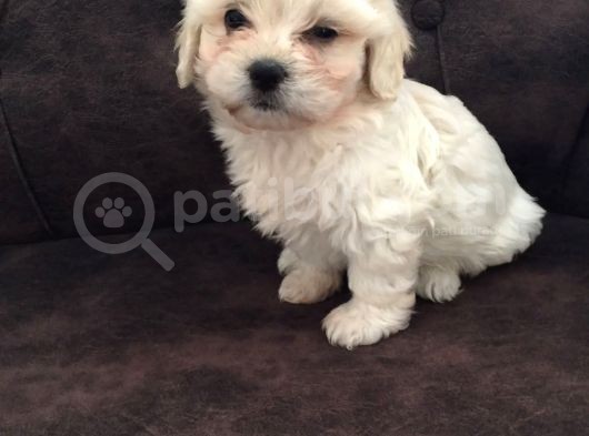 Pırıl Pırıl Maltipoo Bebeklerim görsel