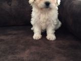 Pırıl Pırıl Maltipoo Bebeklerim