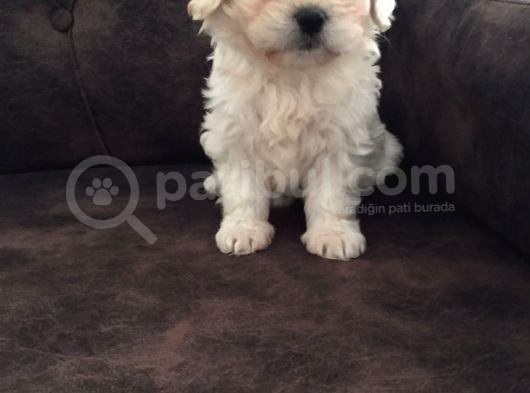 Pırıl Pırıl Maltipoo Bebeklerim görsel