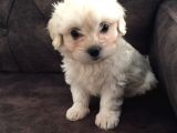 Pırıl Pırıl Maltipoo Bebeklerim