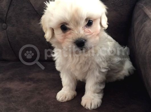 Pırıl Pırıl Maltipoo Bebeklerim görsel