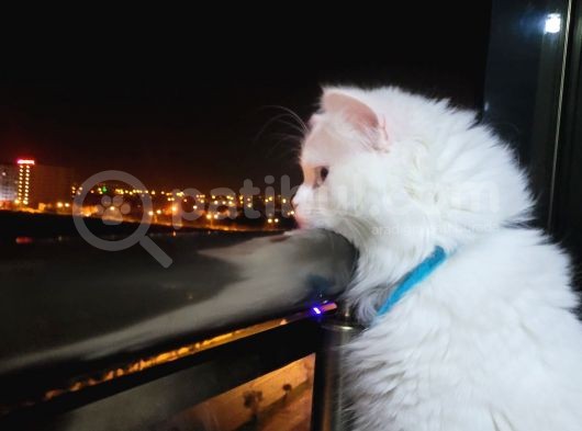 Britişh Longhair Erkek görsel