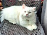 Britişh Longhair Erkek