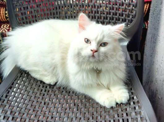Britişh Longhair Erkek görsel