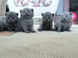 Seçereli Özenle Bakılmış Tatlı Bebekler