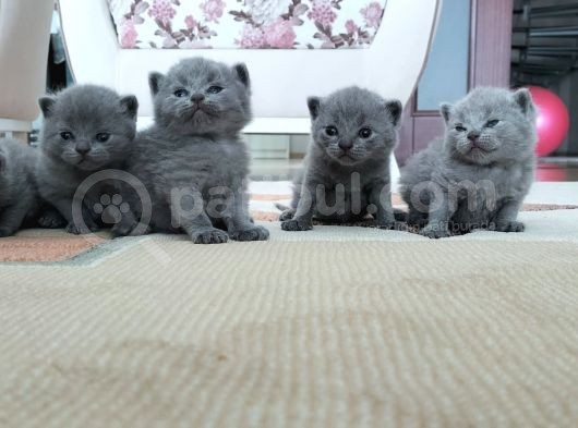 Seçereli Özenle Bakılmış Tatlı Bebekler görsel
