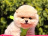 Safkan Pomeranian Boo Yavrularımız