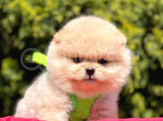 Safkan Pomeranian Boo Yavrularımız görsel