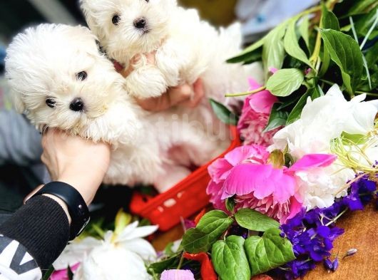 Mini Boy Maltese Sevimli Yavrular