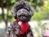 Safkan Toy Poodle Yavrularımız