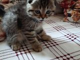 Anne Altından British Ve Scottish Tobby Yavrularımız Mama Karşılığı Sahıplendirme