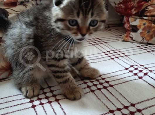 Anne Altından British Ve Scottish Tobby Yavrularımız Mama Karşılığı Sahıplendirme görsel