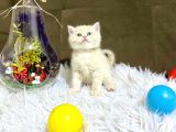 Orji̇nal Irk Bri̇ti̇sh Shorthai̇r Golden Yavrular