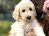 Standart Boy Irk Garantili Poodle Bebekler