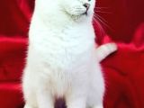 Scottish Fold NS24 Yavular