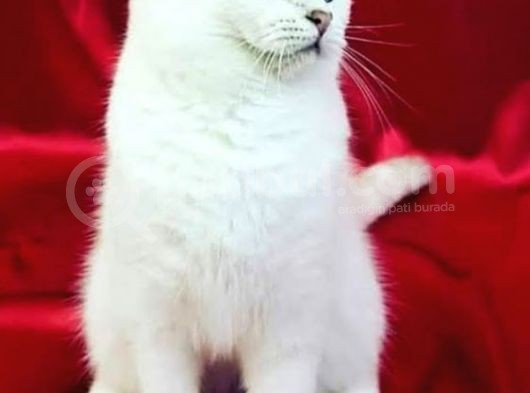 Scottish Fold Ns24 Yavular