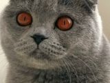 Scottish Fold Ns24 Yavular