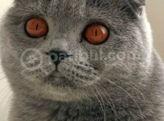 Scottish Fold Ns24 Yavular görsel