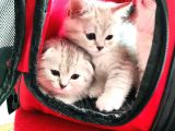 Scottish Fold Ns24 Yavular