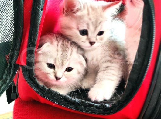 Scottish Fold Ns24 Yavular görsel