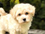 Sütlü Kahveli̇ Mi̇ni̇ Boy Malti̇poo