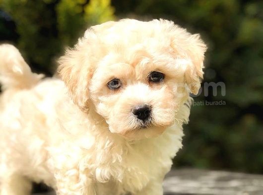 Sütlü Kahveli̇ Mi̇ni̇ Boy Malti̇poo
