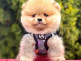 Safkan Pomeranian Boo Yavrularımız