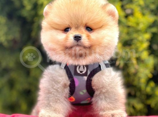Safkan Pomeranian Boo Yavrularımız görsel