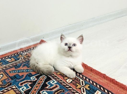 Uygun Fi̇yat görsel